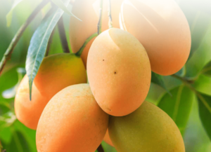 Kesar