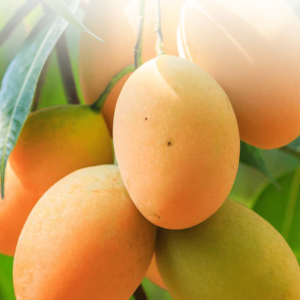 Kesar
